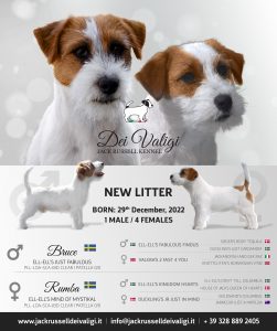 Nuova cucciolata - Cuccioli disponibili - Jack russell terrier